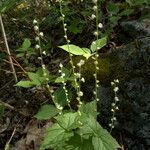 Mitella diphylla Hábitos