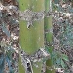 Guadua angustifolia چھال