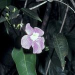 Cydista aequinoctialis Flower