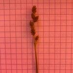 Carex canescens Virág