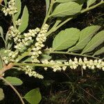 Cupania guatemalensis Flor