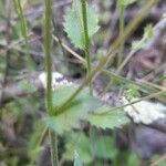 Draba muralis Leaf