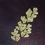 Adiantum capillus-veneris 葉