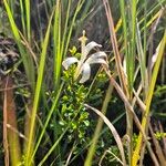 Turraea parvifolia Floro