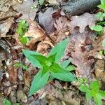 Houstonia purpurea Liść