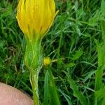 Scorzonera humilis Flor