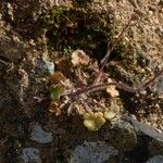 Saxifraga corsica Habitus