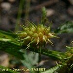 Carex lepidocarpa Цвят