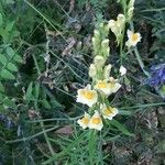 Linaria vulgaris Цветок