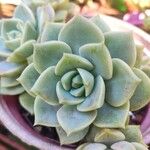 Echeveria derenbergii Foglia