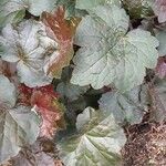 Heuchera micrantha Blad