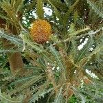 Banksia ashbyi Hábito