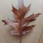 Quercus palustris Hoja