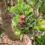 Syzygium tripetalum Fruto