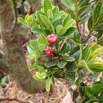 Syzygium tripetalum Fruit