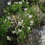 Asperula hirta Habit