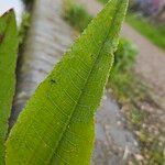 Rumex hydrolapathum Листок