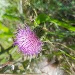 Cirsium vulgareBlodyn