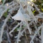 Convolvulus oxyphyllus Kwiat