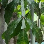 Quassia amara Hoja