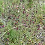 Echium creticum Vivejo
