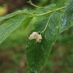 Lonicera nigra Blüte