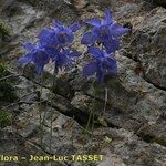 Aquilegia hirsutissima Çiçek