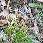 Carex humilis Kvet