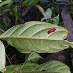 Drymonia coccinea Leht