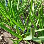 Muscari botryoides Hoja