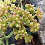 Crithmum maritimum 果実