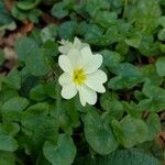 Primula vulgaris Kvet
