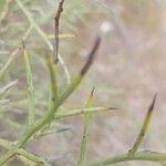 Genista fasselata Jani