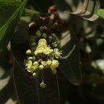 Lepisanthes senegalensis Blomma