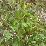 Cornus foemina Fruit