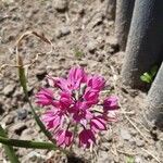 Allium peninsulare ফুল