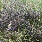 Limonium carolinianum Цветок