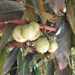 Garcinia cochinchinensis 果実