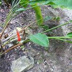 Heliconia collinsiana Feuille