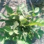 Vicia narbonensis Leaf