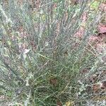 Cytisus multiflorus 葉