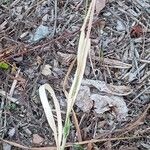 Phalaris canariensis Habit