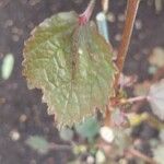 Hibiscus sabdariffa Leaf