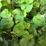 Centella asiatica पत्ता