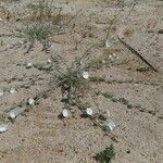 Convolvulus prostratus Habit