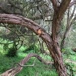 Leptospermum laevigatum Bark