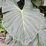 Colocasia esculenta葉