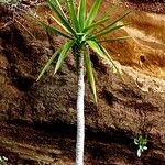 Yucca gigantea Blatt