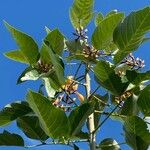 Erythrina fusca Çiçek