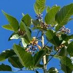 Erythrina fusca Квітка